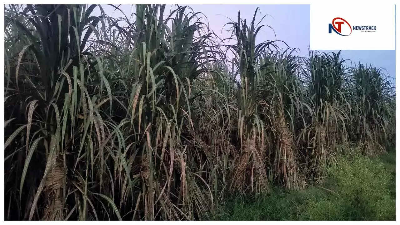 Kushinagar News : गन्ना मूल्य बढ़ोतरी से किसानों में खुशी, योगी सरकार का ऐतिहासिक फैसला Kushinagar News : गन्ना मूल्य बढ़ोतरी से किसानों में खुशी, योगी सरकार का ऐतिहासिक फैसला