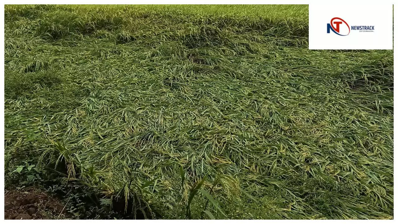 Chandauli News : मोथा तूफान से चंदौली में धान व तिलहन की फसलें बर्बाद, किसानों को भारी नुकसान Chandauli News : मोथा तूफान से चंदौली में धान व तिलहन की फसलें बर्बाद, किसानों को भारी नुकसान