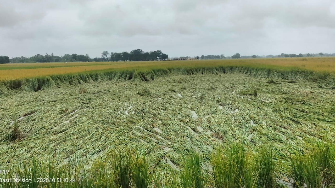 Unseasonal Rain and Strong Winds Destroy Paddy Crops in Kushinagar ...