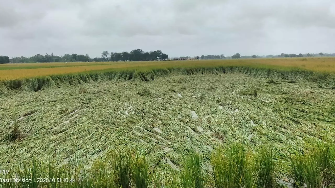 Kushinagar News: कुशीनगर में आसमानी आपदा ने धान की फसल बर्बाद कर किसानों को दिया आर्थिक झटका