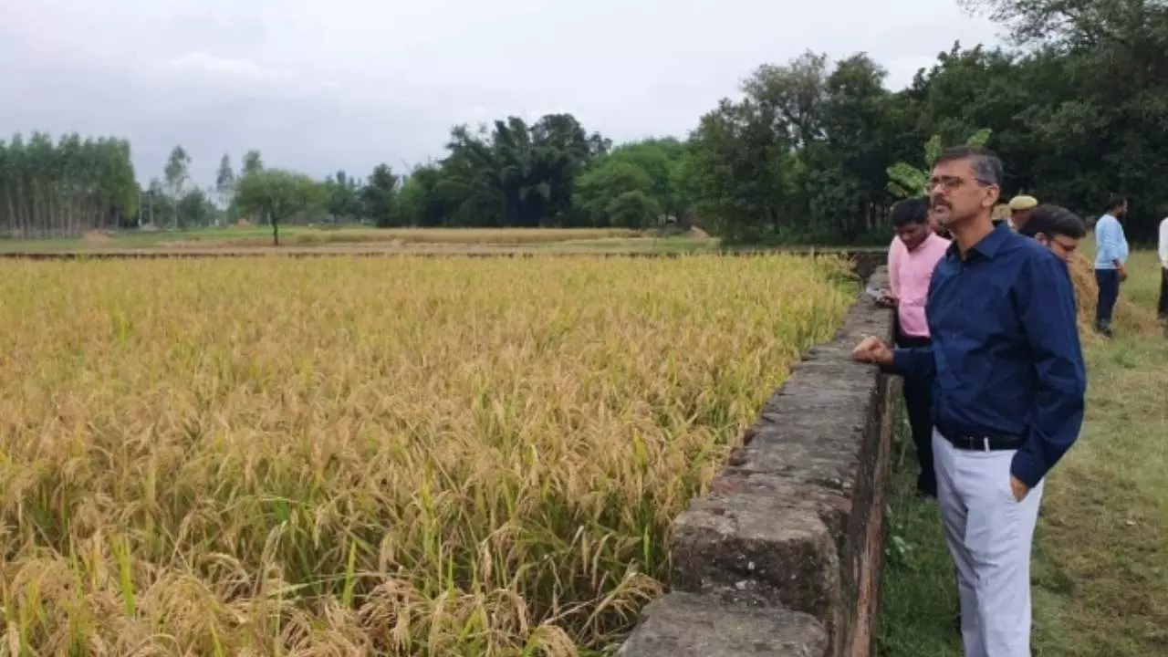 DM Shravasti Crop Cutting