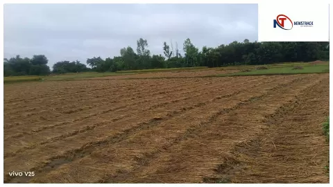 Basti News : मोंथा चक्रवात से यूपी में तबाही: बस्ती के किसानों की धान-गन्ना फसलें बर्बाद