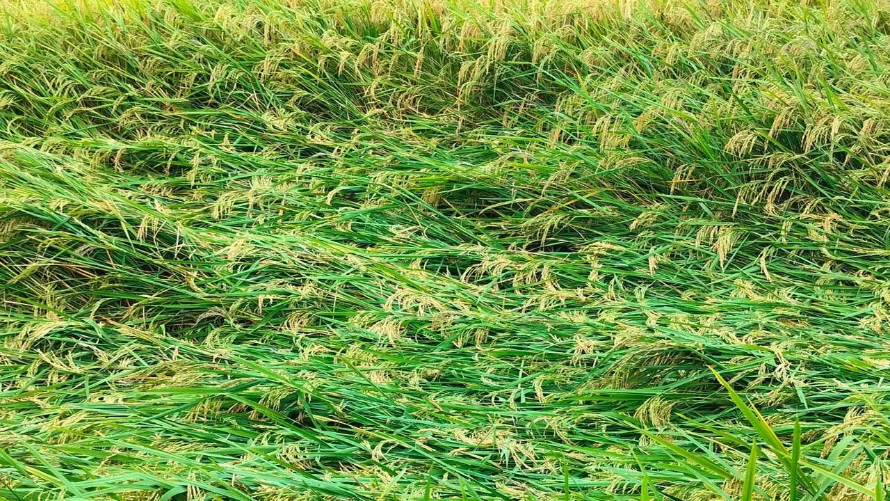 Rain ruins crops in Sonbhadra, DM forms joint team Rain ruins crops in Sonbhadra, DM forms joint team