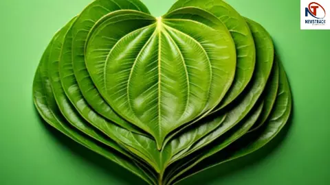 Betel Leaf Benefits, Paan ke fayde Betel Leaf Benefits, Paan ke fayde