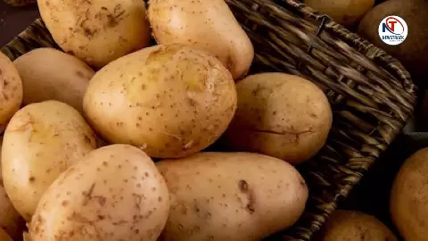 Aloo Ka Itihas Kya Hai History of Potato Origin India Nutrition Aloo Ka Itihas Kya Hai History of Potato Origin India Nutrition