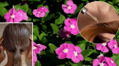 Sadabahar Flowers Benefits