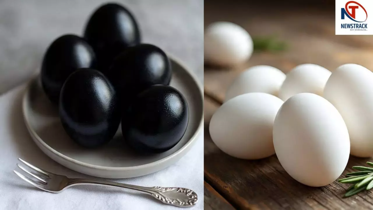 White Vs Black Eggs