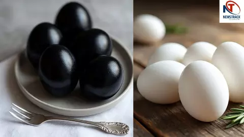 White Vs Black Eggs White Vs Black Eggs