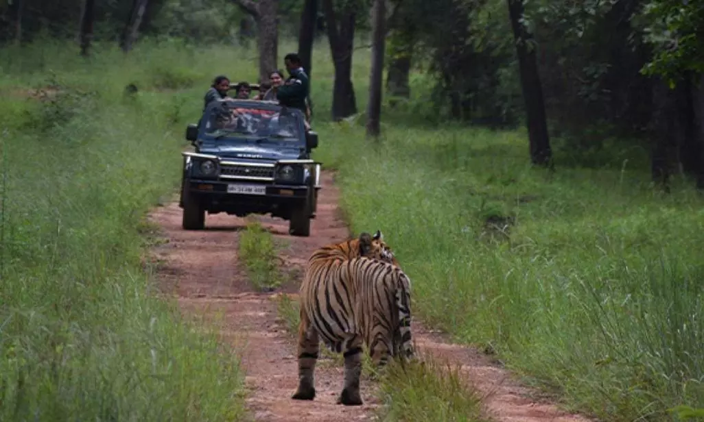 Jungle Safari Plan: नवंबर में इन 6 जगहों पर मिलेगा नेचर और एडवेंचर का बेस्ट कॉम्बो
