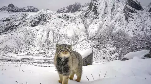 Pallas’ Cat Spotted in Arunachal for the First Time: पहली बार अरुणाचल में दिखी दुर्लभ पल्लास बिल्ली