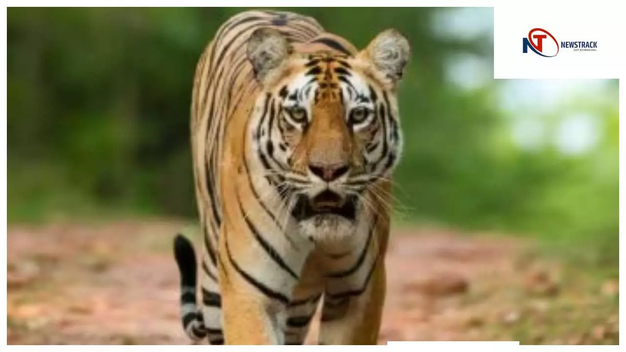 Chandauli News : काशी वन्य जीव प्रभाग में बाघ की वापसी: नौगढ़ वनांचल में रोमांच और सतर्कता Chandauli News : काशी वन्य जीव प्रभाग में बाघ की वापसी: नौगढ़ वनांचल में रोमांच और सतर्कता