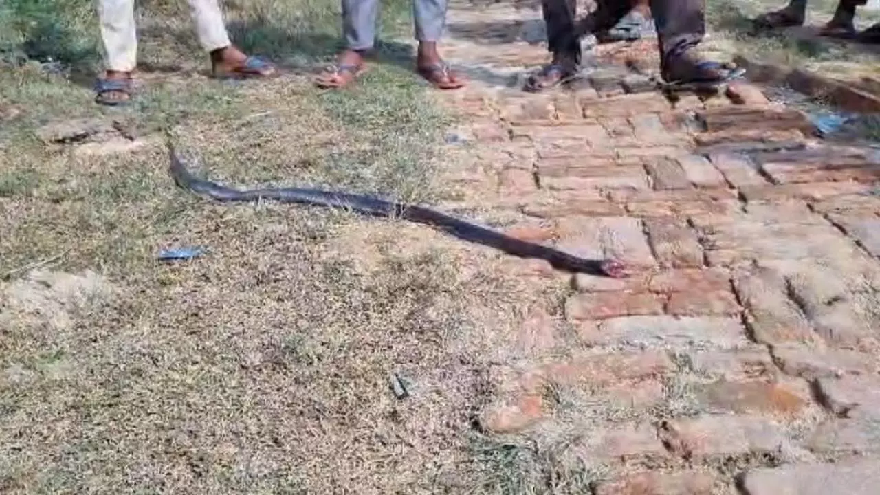 Hardoi News: हरदोई में चौंकाने वाली घटना: कोबरा ने डसा तो युवक ने पलटवार में काट डाला सांप का फन Hardoi News: हरदोई में चौंकाने वाली घटना: कोबरा ने डसा तो युवक ने पलटवार में काट डाला सांप का फन