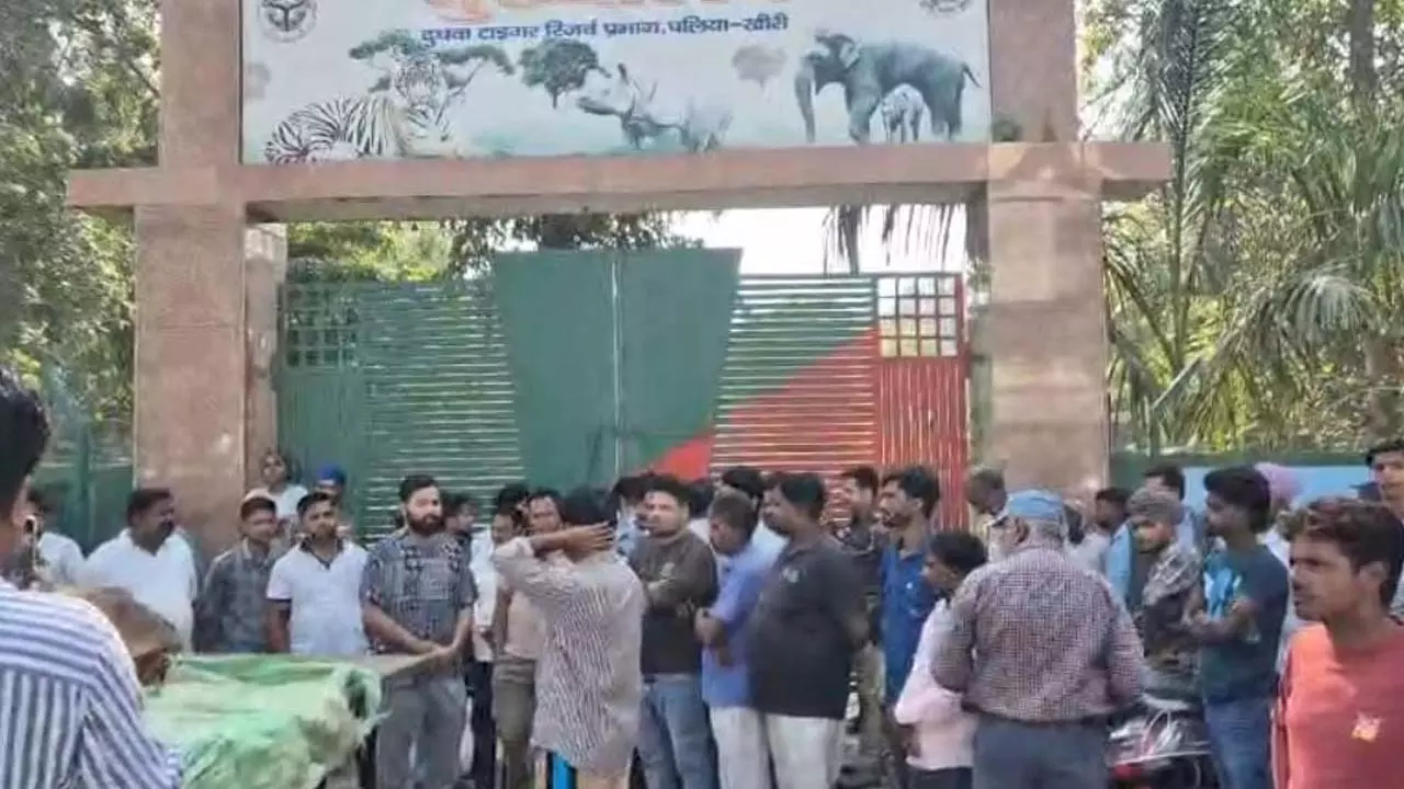 Tiger terror in Lakhimpur Khiri, Read more news in one click Tiger terror in Lakhimpur Khiri, Read more news in one click