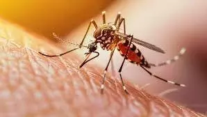 Dengue Symptoms & Best Treatment
