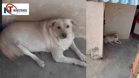 कुत्ते के साथ दिल दहला देने वाली क्रूरता! मालिक कुत्ते को घर में बंद करके चला गया बाहर, छह दिन... कुत्ते के साथ दिल दहला देने वाली क्रूरता! मालिक कुत्ते को घर में बंद करके चला गया बाहर, छह दिन...