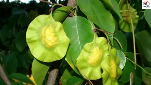 Vijaysar Benefits