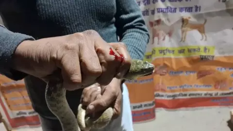 बिजनौर में सांप काटने के बाद युवक जिंदा सांप लेकर पहुंचा अस्पताल बिजनौर में सांप काटने के बाद युवक जिंदा सांप लेकर पहुंचा अस्पताल