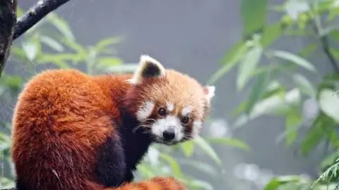 Extinct hone ke karib hai Red Panda: भारत में रंग ला रही बचाव मुहिम Extinct hone ke karib hai Red Panda: भारत में रंग ला रही बचाव मुहिम