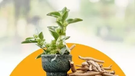 Ashwagandha for joint pain