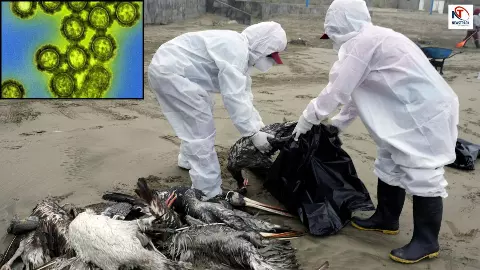 इंसानों तक पहुंचा बर्ड फ्लू का दुर्लभ H5N5 वायरस? संक्रमित होने वाले पहले व्यक्ति की मौत, हड़कंप