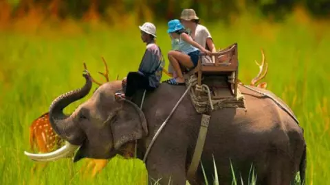 Elephant Safaris Resume Elephant Safaris Resume