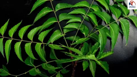 Neem Ke Fayde Neem Ke Fayde