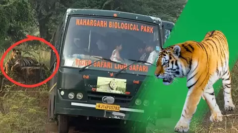 बस में आग, बाहर शेरों का जमावड़ा! जंगल के बीचों-बीच 15 पर्यटकों की थमी सांसे, फिर जो हुआ...
