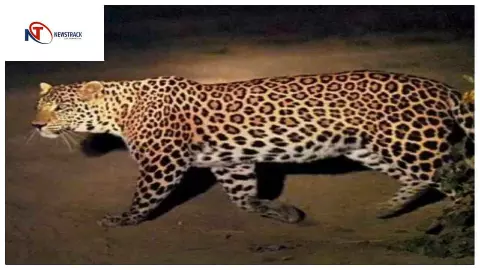 बुलंदशहर: तेंदुए की आहट से वन विभाग अलर्ट, लगाया पिंजरा, सर्च ऑपरेशन जारी बुलंदशहर: तेंदुए की आहट से वन विभाग अलर्ट, लगाया पिंजरा, सर्च ऑपरेशन जारी