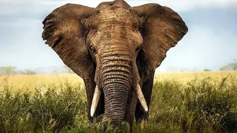 Attacked by elephants, death wound to farmer guarding field Attacked by elephants, death wound to farmer guarding field