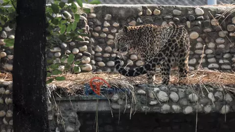 Lucknow News: चिड़ियाघर में अचानक थमी सभी की सांसें, बाड़े में अचानक दिखा जंगल का रोमांच Lucknow News: चिड़ियाघर में अचानक थमी सभी की सांसें, बाड़े में अचानक दिखा जंगल का रोमांच