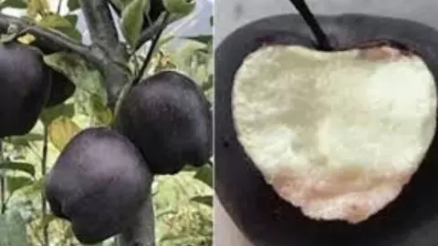 Black Diamond Apple: हीरे जैसा महंगा फल! क्या आपने कभी ब्लैक एप्पल देखा है? कीमत जानकर चौंक जाएंगे