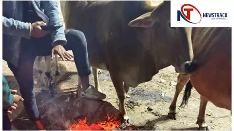 Barabanki News : बाराबंकी में शीतलहर का कहर: अलाव के सहारे इंसान ही नहीं, जानवर भी तलाश रहे गर्माहट
