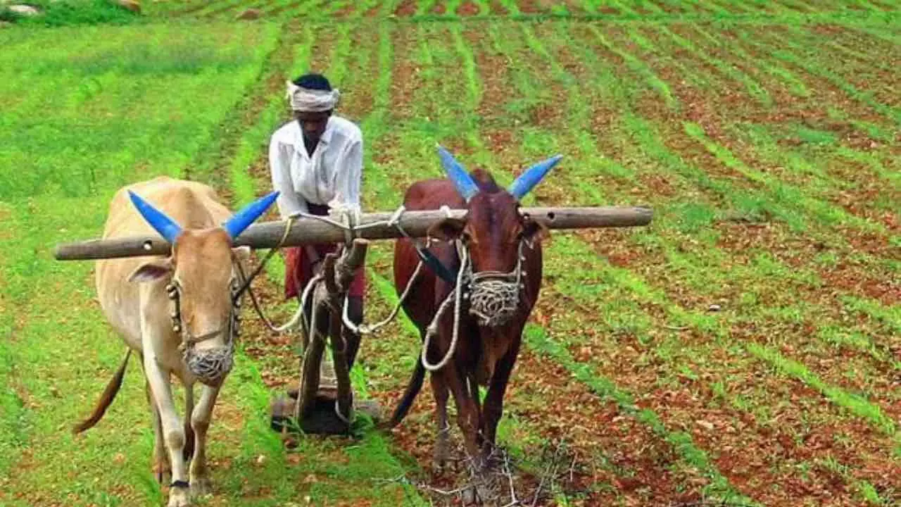 Rajasthan Agriculture Modern Farming Boosts Farmers Income