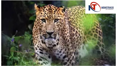 Hapur News : हापुड़ में सिंभावली के ढाना गांव में गन्ना छिलाई के दौरान दिखा तेंदुआ, दहशत Hapur News : हापुड़ में सिंभावली के ढाना गांव में गन्ना छिलाई के दौरान दिखा तेंदुआ, दहशत