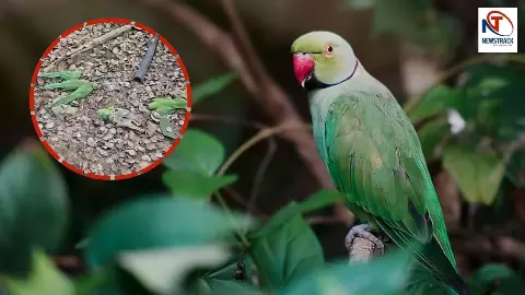 मध्य प्रदेश में 200+ बेजुबान तोतों की मौत का तांडव, फूड पॉइजनिंग की आशंका... प्रशासन अलर्ट मध्य प्रदेश में 200+ बेजुबान तोतों की मौत का तांडव, फूड पॉइजनिंग की आशंका... प्रशासन अलर्ट
