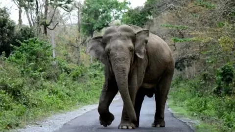Elephants terror, two houses damaged, crops rounded up, villagers terrified Elephants terror, two houses damaged, crops rounded up, villagers terrified