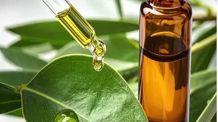 Tea Tree Oil Benefits Tea Tree Oil Benefits