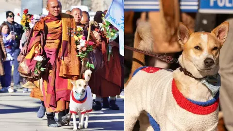 कोलकाता की सड़कों से अमेरिका तक: ‘आलोका’ स्ट्रीट डॉग की असाधारण शांति यात्रा ने जीता दुनिया का दिल