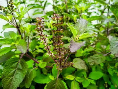Van Tulsi benefits