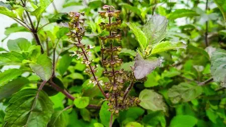Van Tulsi benefits