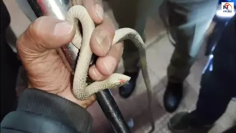 सांप से खेलता बच्चा... ट्रैन में अन्य यात्रियाँ को सता  रहा था डर, फिर जो हुआ दहल उठेगा मन