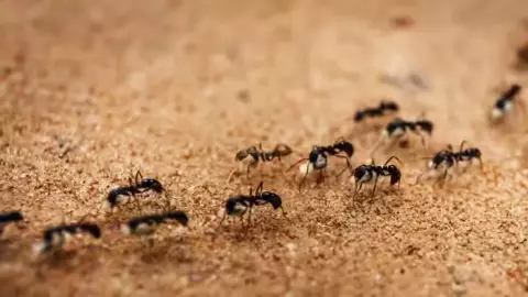 चींटियों की सेवा और छोटे उपाय, कैसे बदल सकती है आपकी किस्मत