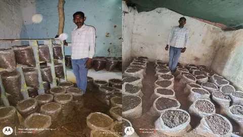 Boost in farmer-youth income from mushroom training, fourth batch from January 27