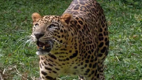 Leopar  terror in Garhmukteshwar Khadar, attack on Nilgay, terror among farmers