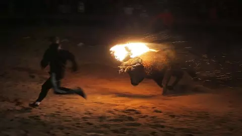 Rajasthan Animal Cruelty Rajasthan Animal Cruelty