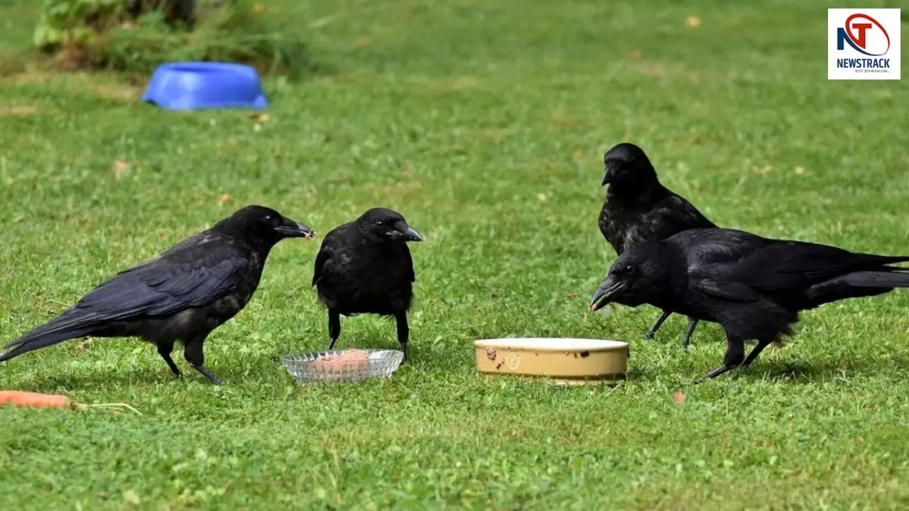 Ten Thousand Voiceless Crows Died in 15 Days Bihar Darbhanga Bird Flu ...