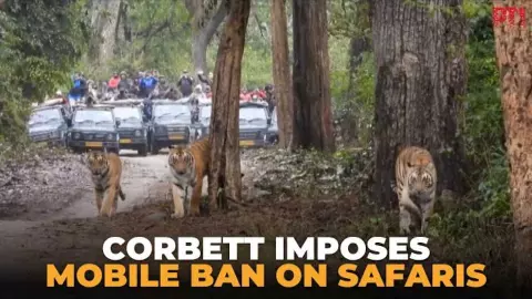 सफारी में अब नो मोबाइल! कॉर्बेट नेशनल पार्क में 5 फरवरी से लागू हुआ सख्त नियम