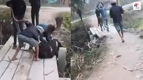 गौमाता के साथ ऐसी क्रूरता! दो युवकों ने लाठियों से पीट-पीटकर नाले में फेंका, फिर बजरंग दल ने संभाला मोर्चा