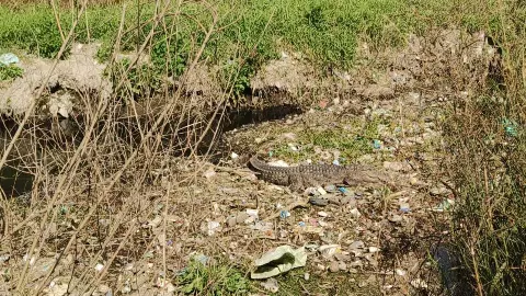 Team deployed from crocodile in Kali River in Hapur