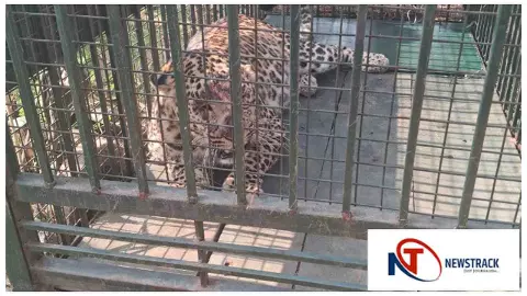 Bijnor News : खटाई गांव में ऑपरेशन ‘गुलदार’: घंटों की मशक्कत के बाद वन विभाग को मिली सफलता